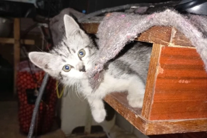 Кот в грузе до Сум