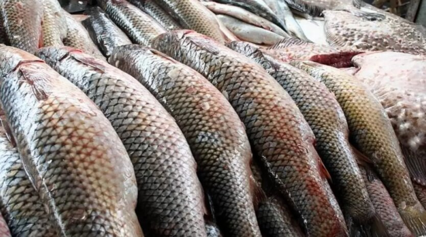 Ukraińcy pokazali ceny ryb i owoców morza w supermarketach i na rynku