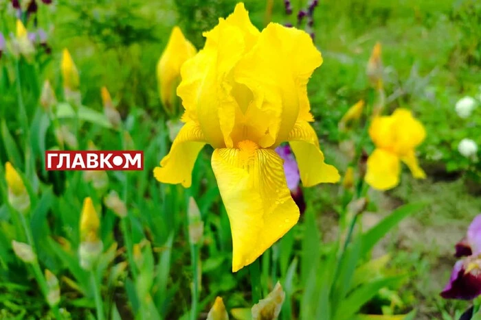 Na Ukrainie zmienna pochmurność i brak opadów: prognoza pogody na 10 czerwca