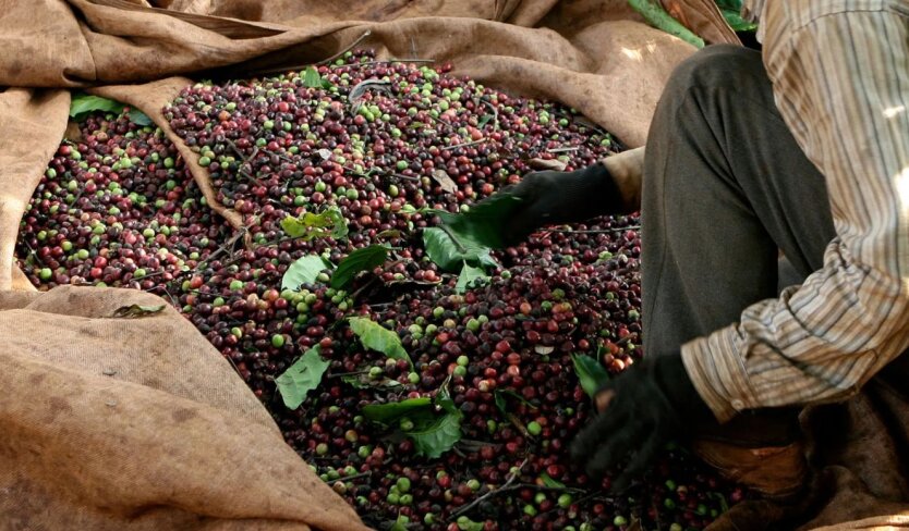 Vietnam erwartet eine Rekordernte von Kaffee