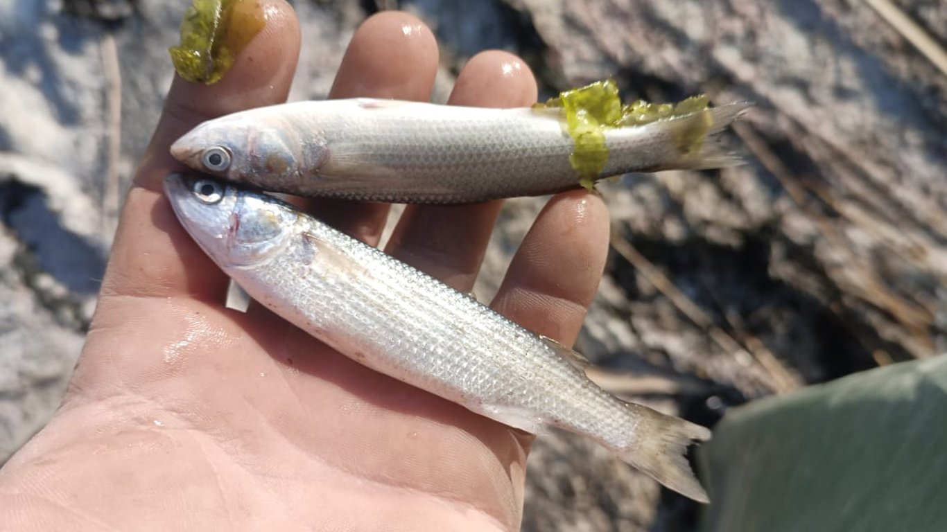 Mass Fish Die-off in Odesa Region — What Caused It