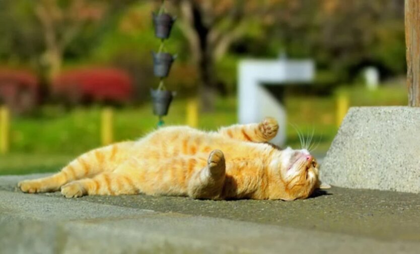 The meteorological summer has begun: the forecaster said when the rains will leave Ukraine